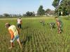 Wujud Kepedulian TNI, Babinsa Koramil 02/Jogonalan Turun ke Sawah Bersama Petani