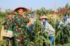Panen Raya Serentak, Danlanal Dumai Perkuat Ketahanan Pangan Nasional Melalui Hasil Panen Jagung dan