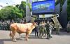 Wadanpushidrosal Serahkan Hewan Qurban Kepada Panitia Qurban Idul Adha 1447 H/2026 M Pushidrosal