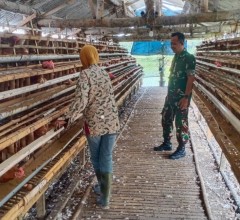 Babinsa Koramil 12/Manisrenggo Sambangi Peternak Ayam Petelur, Dukung Ketahanan Pangan Dan Perekonom