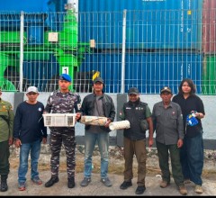 TNI AL GAGALKAN PENYELUNDUPAN SATWA DILINDUNGI DI KM DOBONSOLO