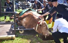 PANGKORMAR SERAHKAN SAPI KURBAN SEBERAT 1,4 TON