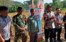 Babinsa Koramil 0901-01/Samarinda Ulu Dampingi Panen Jagung Pipil di Bukit Pinang