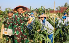 Panen Raya Serentak, Danlanal Dumai Perkuat Ketahanan Pangan Nasional Melalui Hasil Panen Jagung dan