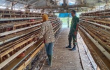 Babinsa Koramil 12/Manisrenggo Sambangi Peternak Ayam Petelur, Dukung Ketahanan Pangan Dan Perekonom