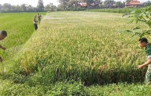 Babinsa Koramil 02/Jogonalan Bantu Petani Pasang Jaring Penghalau Burung Di Lahan Padi Desa Rejoso