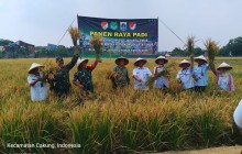 Kodim 0505/JT Kolaborasi Dengan Pemprov DKI, Panen Padi Inpari 32 di Ujung Menteng