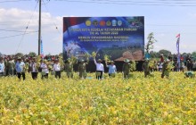 DUKUNG KETAHANAN PANGAN NASIONAL, TNI AL GELAR PANEN RAYA KEDELAI DI KABUPATEN NGANJUK 