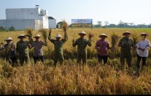 Pangdam IV/Diponegoro Dukung Panen Raya TNI, Perkuat Ketahanan Pangan Nasional